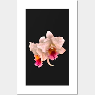 Orchids #4 Posters and Art